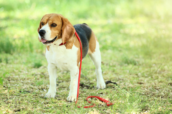  10 Advantages Of Using A 5-In-One Rope Leather Leash