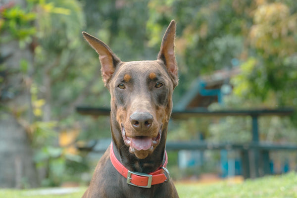 Best collar for doberman store