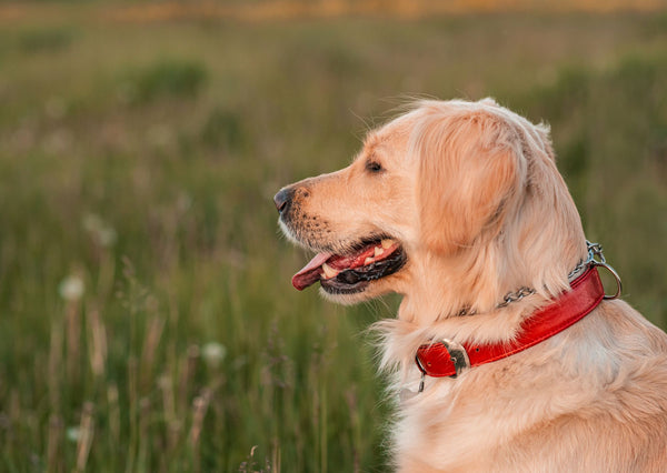 5 Best Rolled Leather Dog Collars For Golden Retrievers