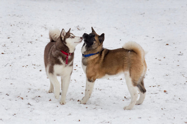 Best collar for husky puppy 2025