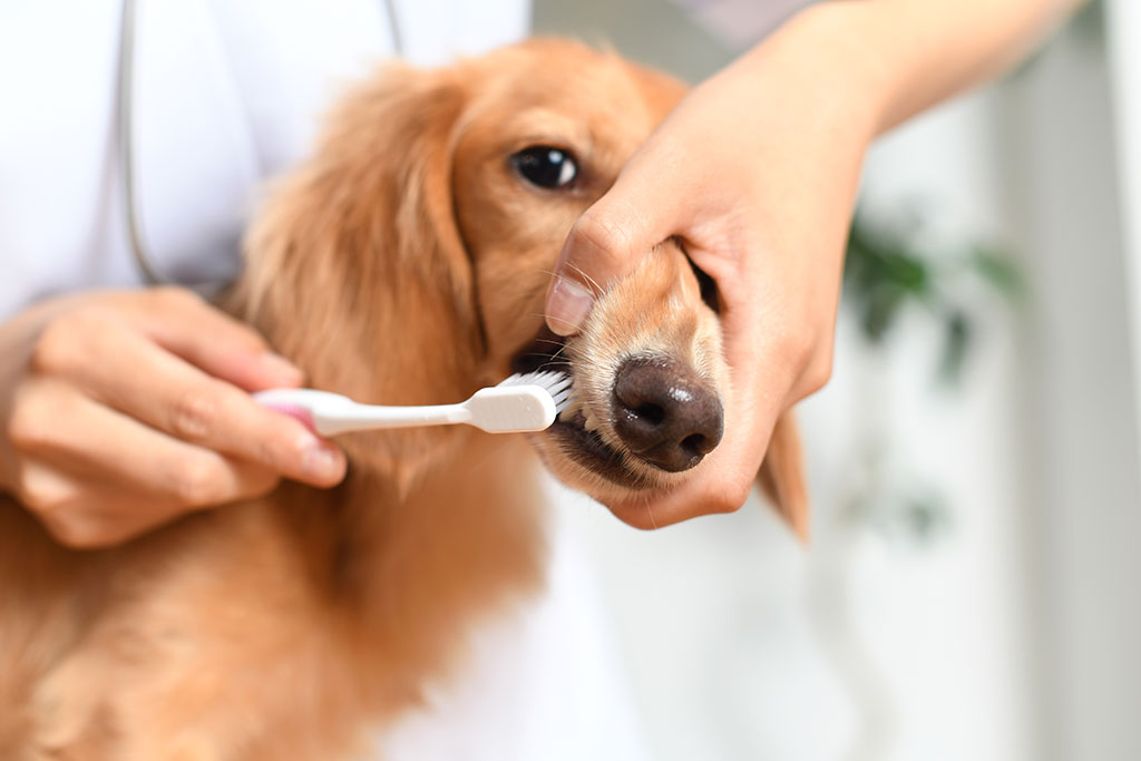 6 Best Home Remedies To Cure Your Dog s Bad Breath