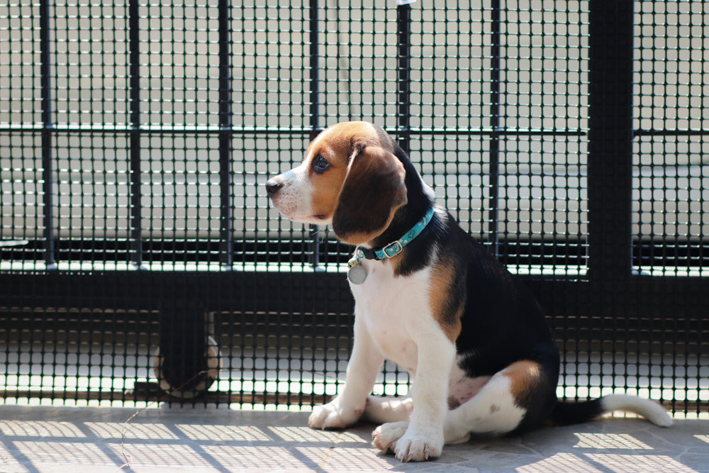 6 Ways To Track Your Dog And Ensure Their Safety