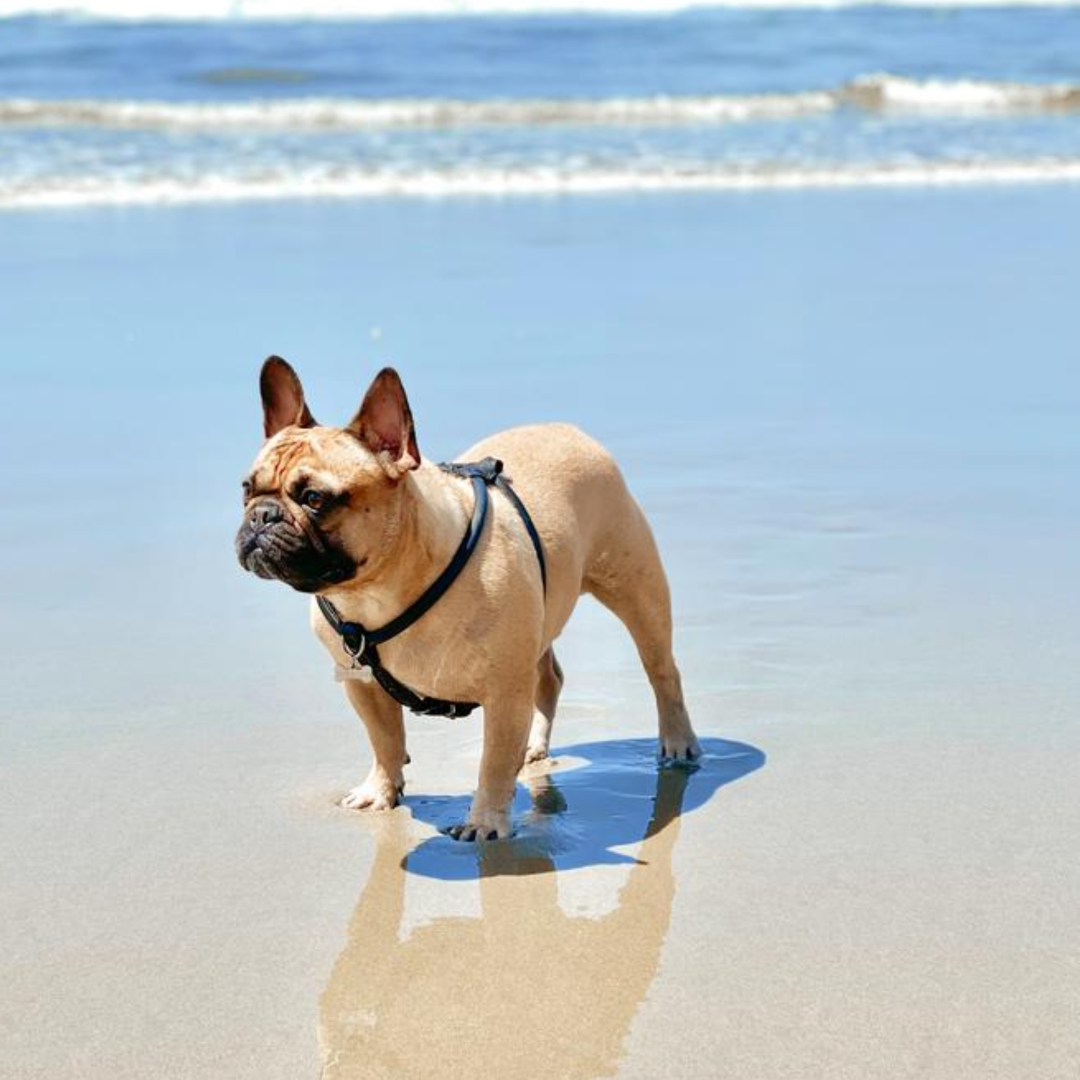 The Best No Pull Dog Harnesses for Summer 2024