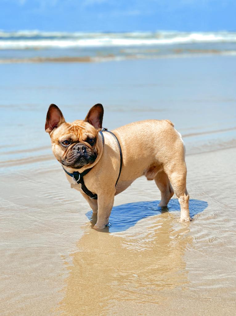 Why Most Harnesses Fall Short and Why the "Barely There" Harness is The Most Comfortable Harness