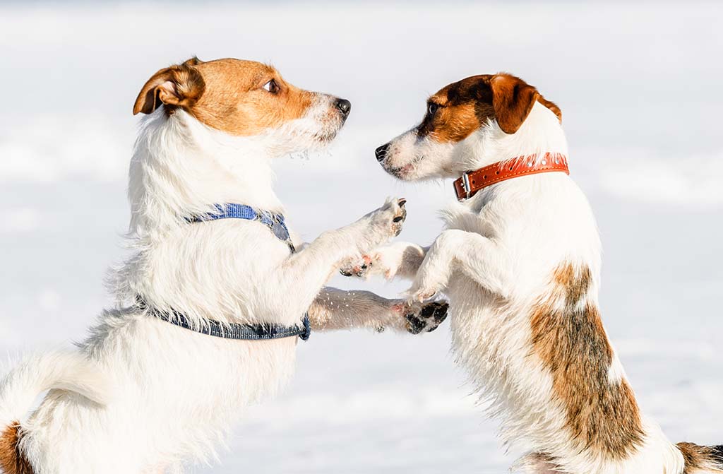 Harness Vs. Collar: Which One Is Right For Your Dog