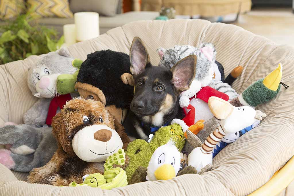 Why Do Your Dogs Need Toys