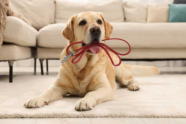 Adorable Labrador Retriever dog holding leash in mouth