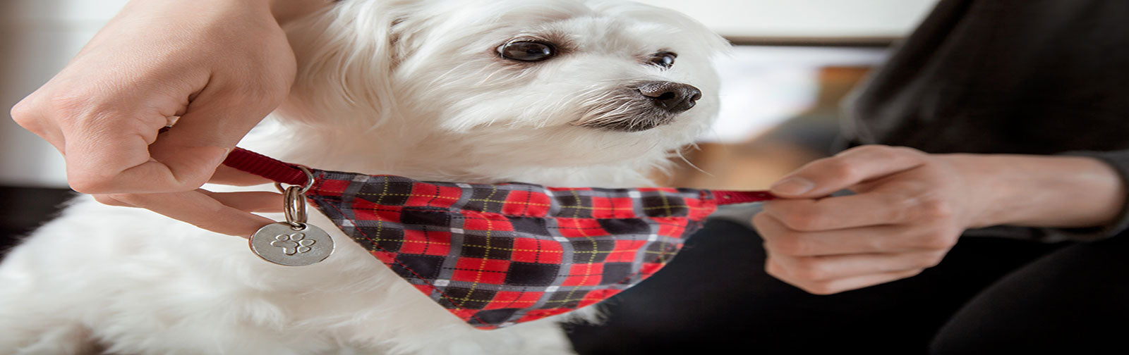 How To Correctly Put On A Dog Collar