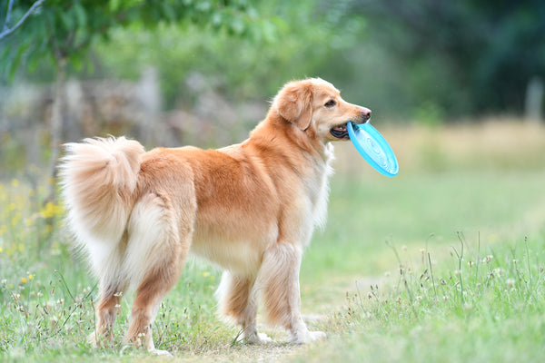 How To Play With Your Dog In 8 Fun Ways