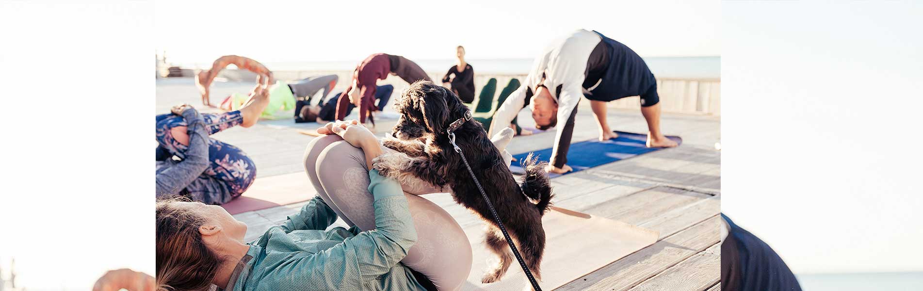 Little dog is happy to play sports together with the owner,