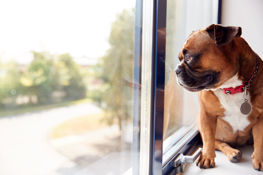 The Thoughtful Appeal Of AirTag Case As A Gift For Dog Lovers