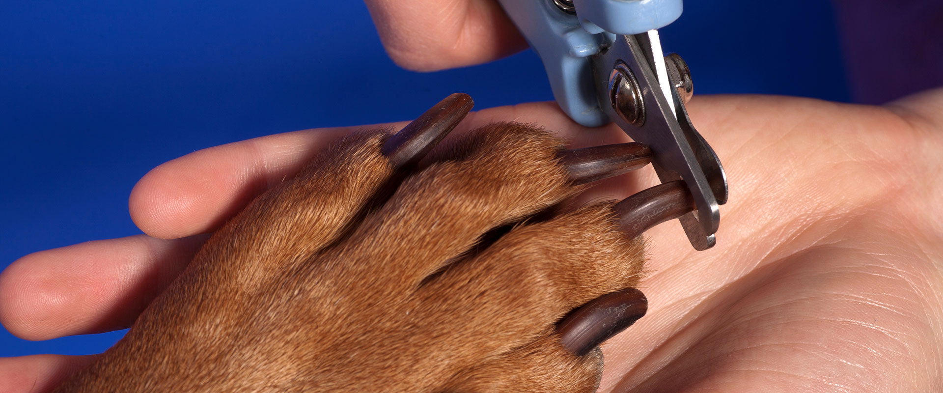 Correct way to hold dog nail clippers hotsell