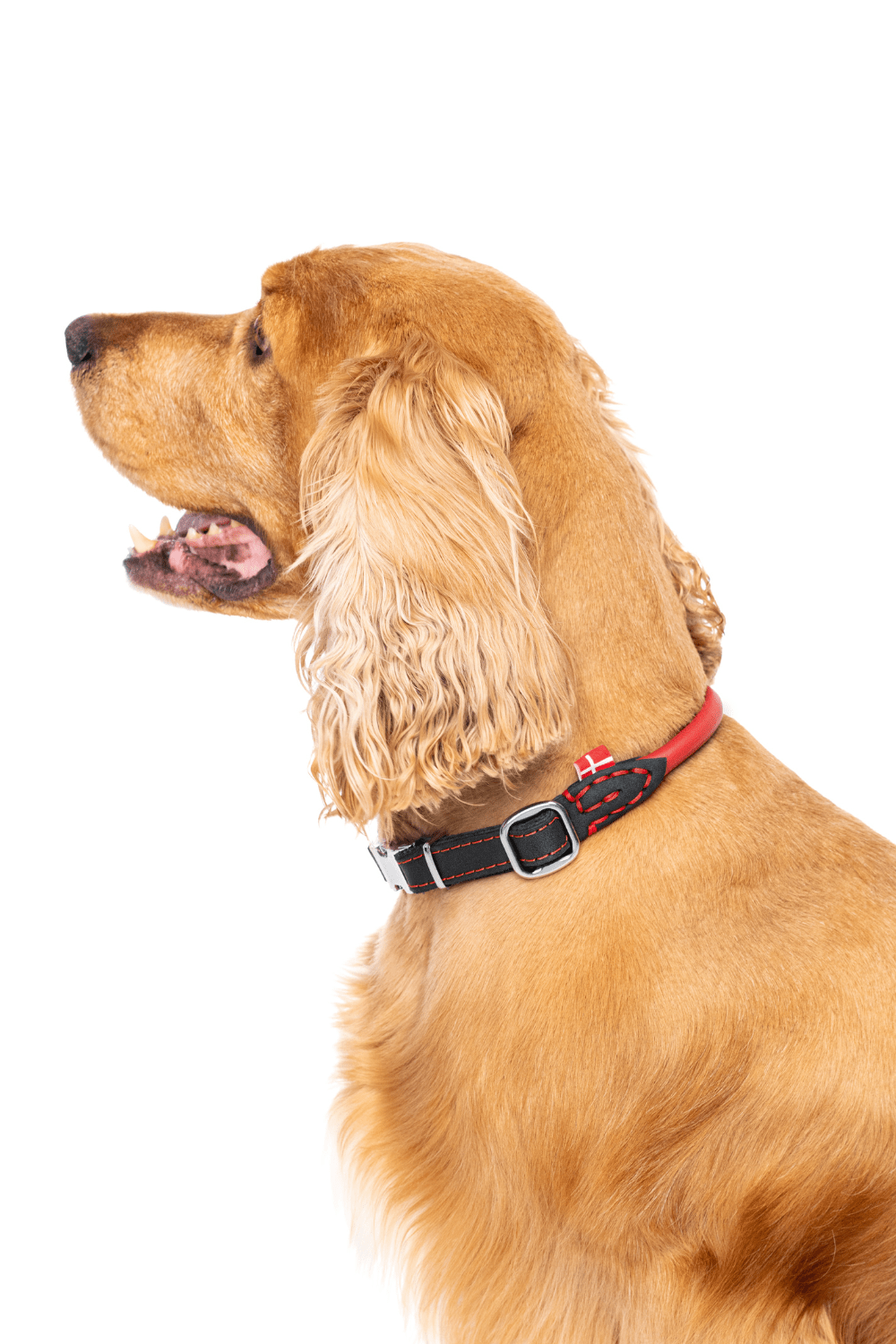 Luxury Colorful Leather Dog Collars