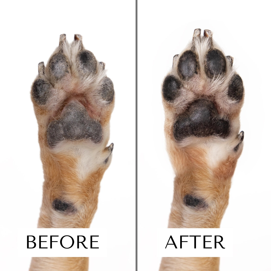 Dog Moisturizing Serum for Paws and Noses – Fast Absorbing