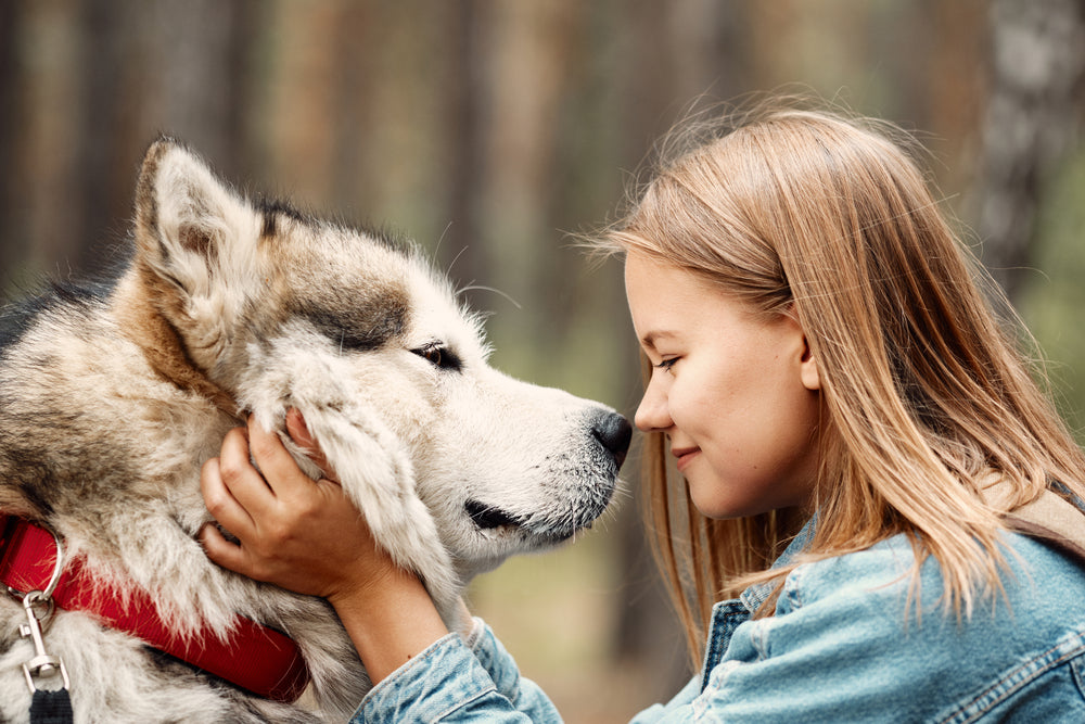 3 Best Rolled Leather Dog Collars For Alaskan Malamutes