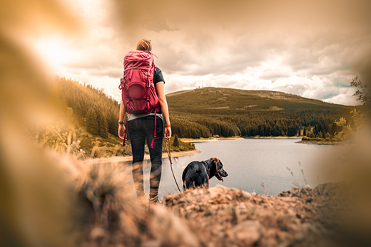 4 Benefits Of Using A Rolled Leather Dog Collar For Hiking