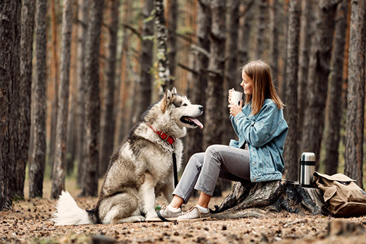 4 Best Rolled Leather Dog Collars For Hiking