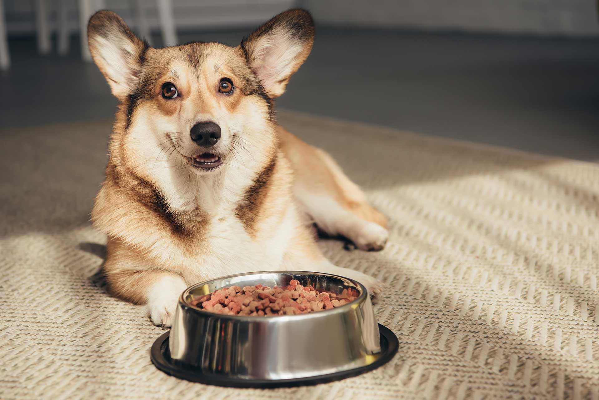 4 Essential Tips For Improving Your Dog's Health