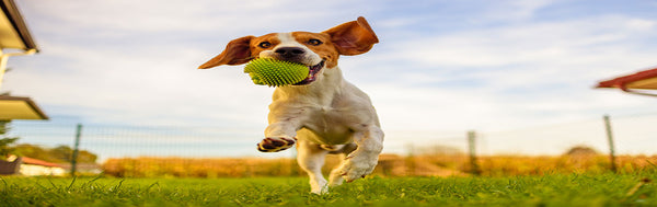 4 Fun And Inexpensive Ways To Spoil Your Dog