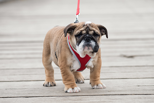 4 Reasons Why Your Dog Needs A Rolled Leather Collar And A Harness