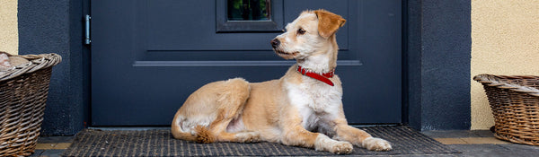4 Simple Ways To Stop Your Dog From Scratching The Door