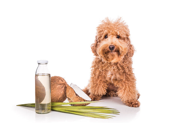 5 Amazing Benefits Of Coconut Oil For Dogs