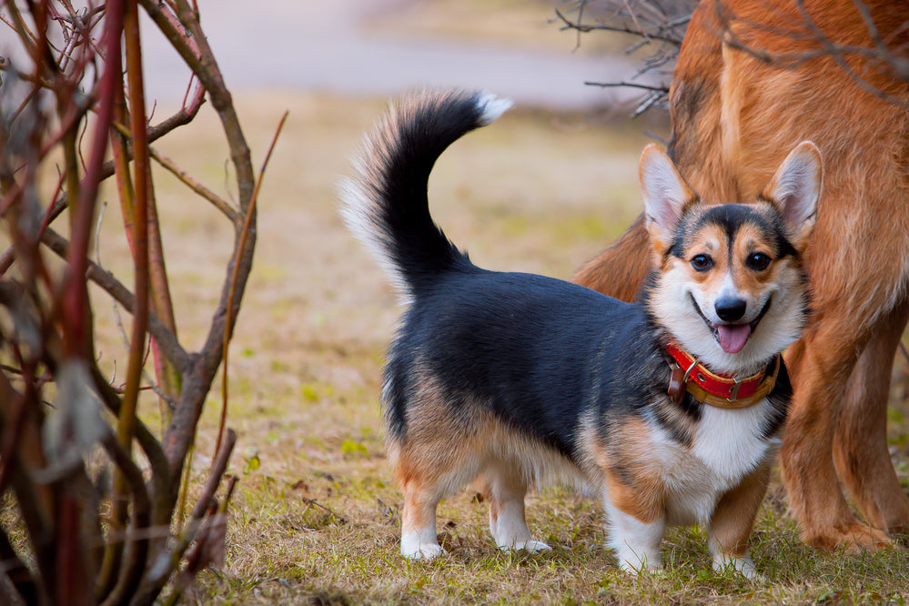 5 Best Rolled Leather Dog Collars For Corgis