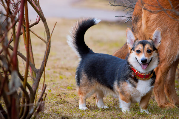 5 Best Rolled Leather Dog Collars For Corgis