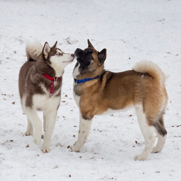 Best dog online collar for husky