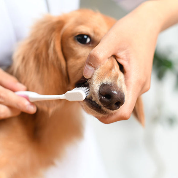 Home remedies for dog's store bad breath and teeth