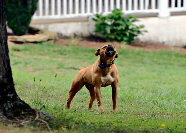 6 Proven Ways To Stop Your Dog Barking In The Yard