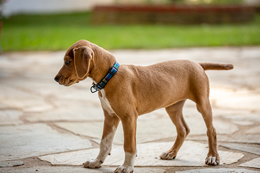 6 Reasons Why Rolled Leather Dog Collars Are Better Than Others