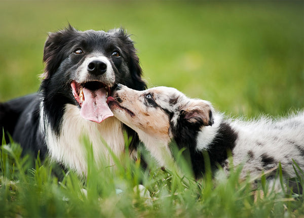 6 Tips For Introducing A New Puppy To Your Older Dog