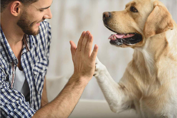 Ways To Add Joy To Your Dog’s Life