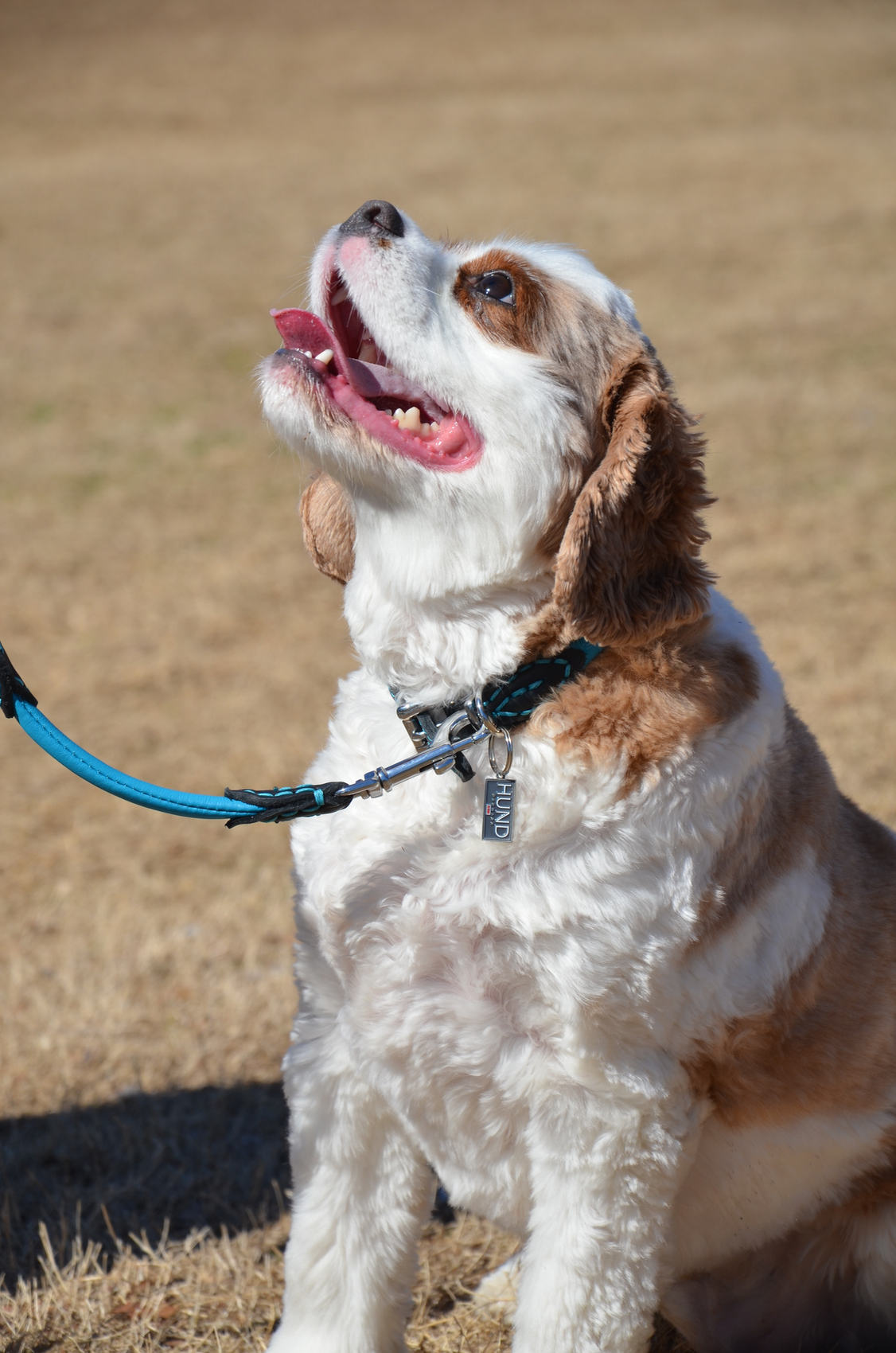 The Importance of Protecting Our Furry Friends from Toxins!