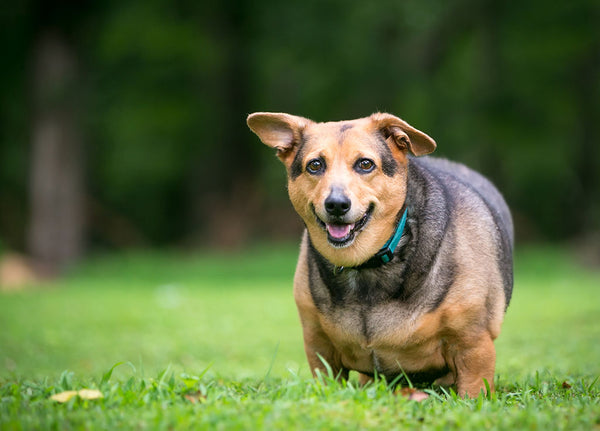 Getting Your Overweight Dog Back In Shape