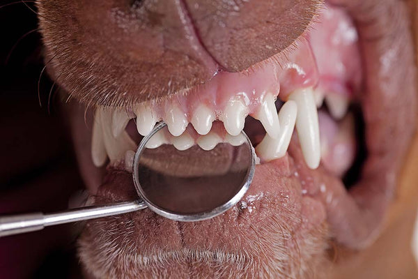 How To Keep Your Dog s Teeth In Top Condition