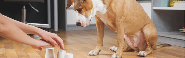 6 Fun And Engaging Indoor Games To Play With Your Dog