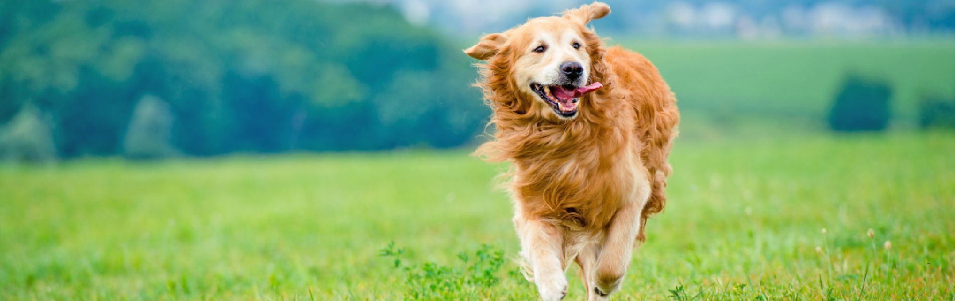 5 Things You Can Do To Keep Your Dog Happy & Healthy