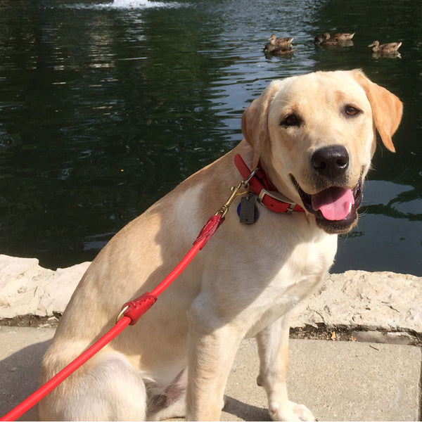 Why are retractable leashes dangerous and what is a better alternative