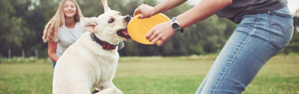 7 Reasons You Should Play With Your Dog More 