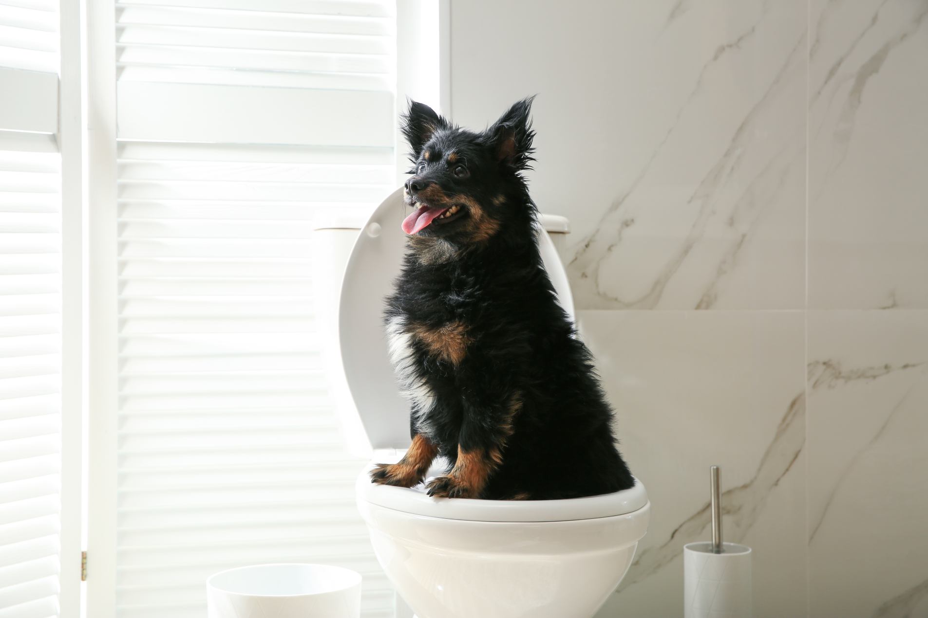 Learn How To Potty Train A Puppy