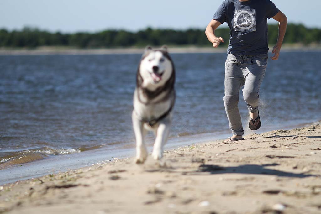Ways To Keep Your Dog From Getting Lost Or Running Away