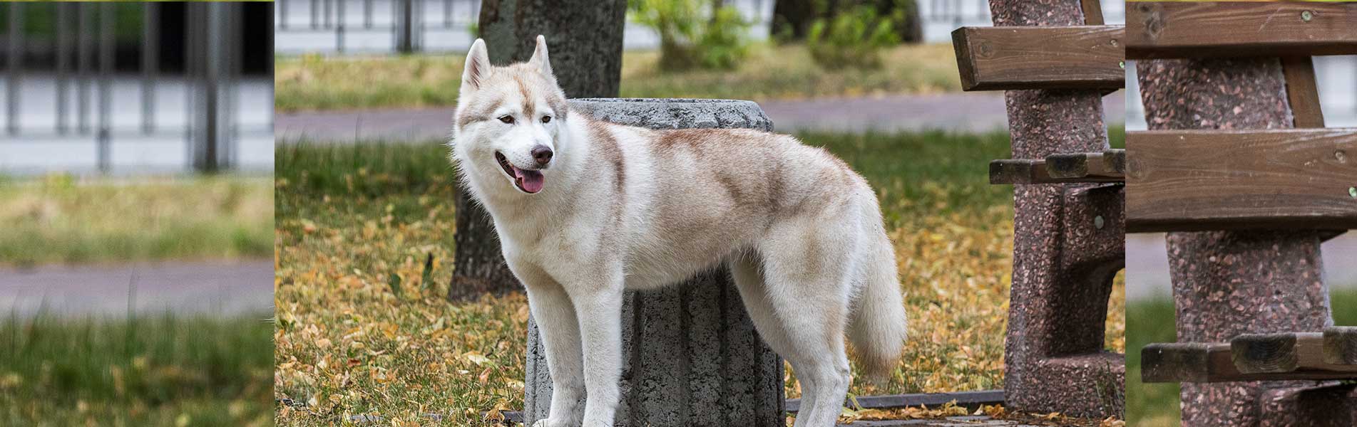 A beautiful Siberian Husky dog has stopped and looks towards the photographer