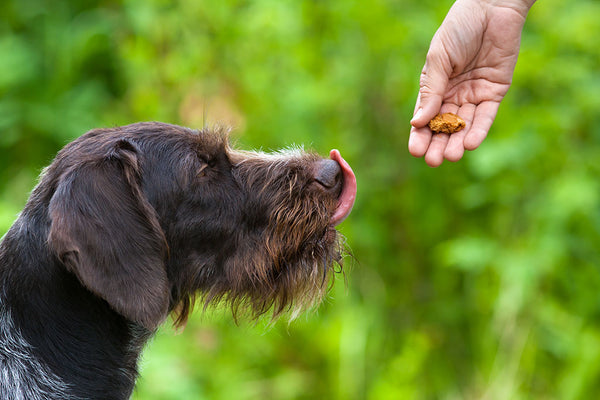 A Guide To Using Treats In Your Dog Training