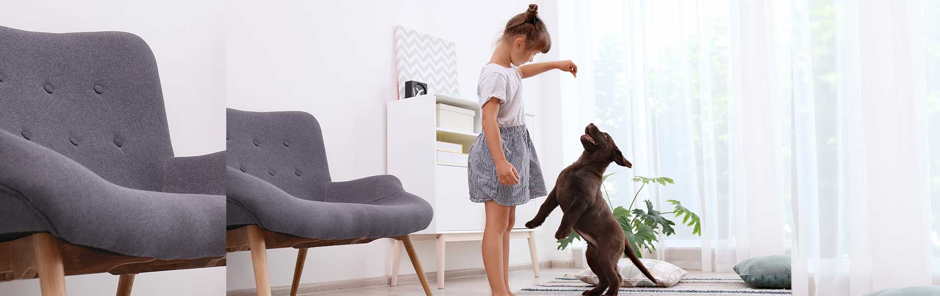 Adorable chocolate labrador retriever and little girl at home