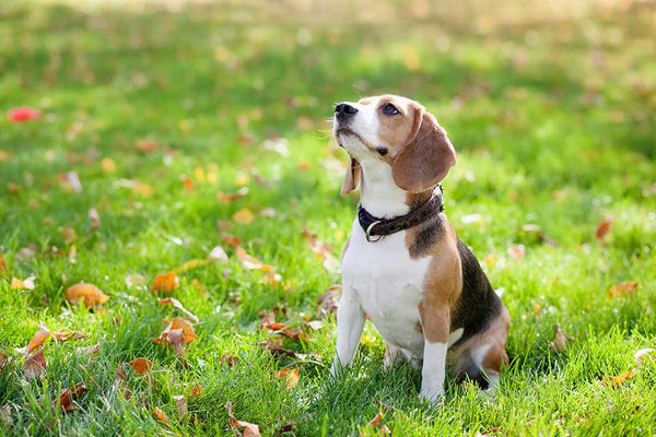 Beagle in green grass