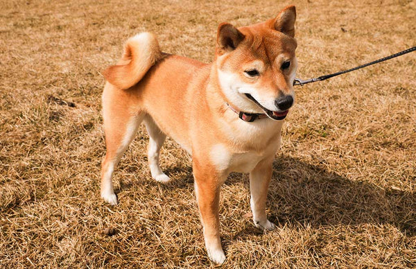 Beautiful Shiba Inu dog on a leash, standing on dry grass 