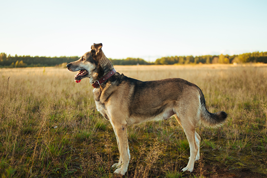 Buying The Best Rolled Leather Dog Collar: 5 Factors To Consider