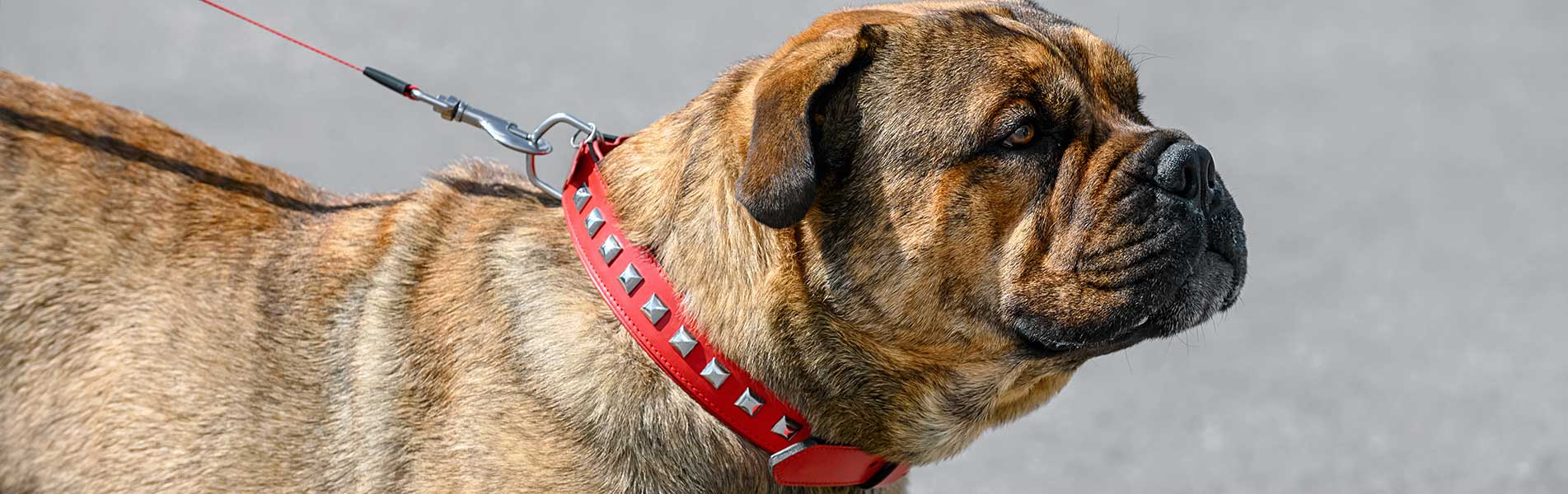 Ca de Bou (Perro de Presa Mallorquin) Molossian type breed of dog brindle color